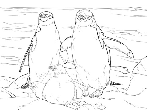 Chinstrap Penguin Family Coloring Page